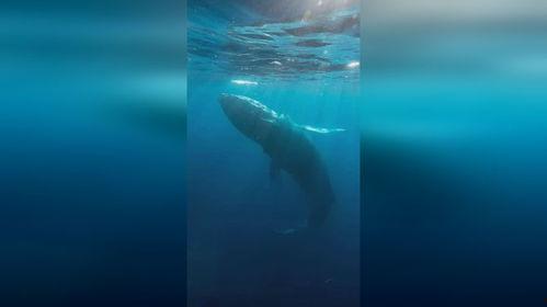 鲸的秘密,探寻海洋巨兽的生存奥秘